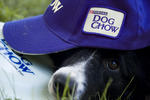 Dog Chow Disc Cup 4.jpg